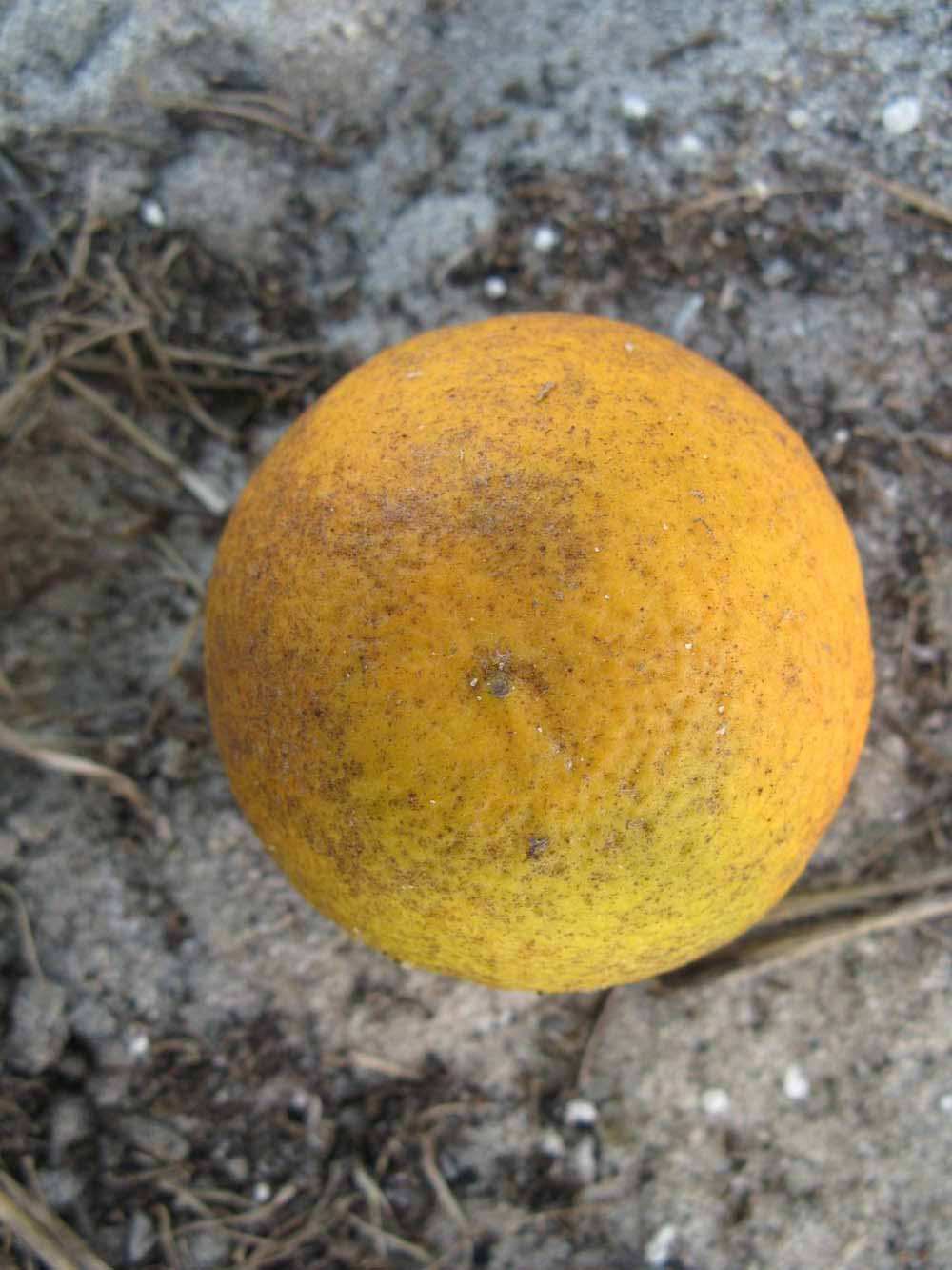            Fruit (Winter Haven, FL)   